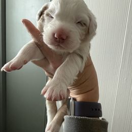 Blue - Red merle male Australian Shepherd puppy in Oneida, Tennessee from Miller's Legacy Natural Australian Shepherds - Full Tails & Dewclaws!