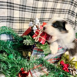 Elf - Black tri-color male Australian Shepherd puppy in Kentland, Indiana from Pine Grove Aussies