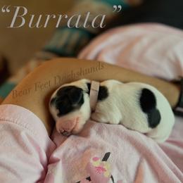 Burrata - Piebald female Dachshund puppy in Rogue River, Oregon from Bear Feet Dachshunds