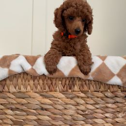 Bentley - Red  male Poodle puppy in Missouri from Midwest Miniature Poodles