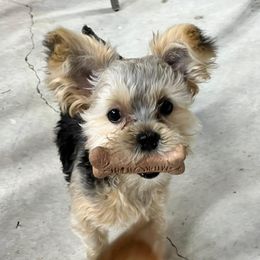 Yorkshire Terriers from The Lazy 3 Ranch