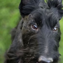 Odie - Scottish Terrier