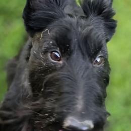Odie - Scottish Terrier