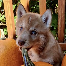Siberian Huskies from Sterling Siberian Huskies