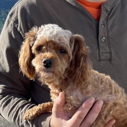 Muff - Cavapoo