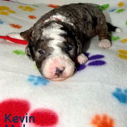 Kevin - Blue merle male Bernedoodle puppy in Beecher, Illinois from Erica’s Doodles