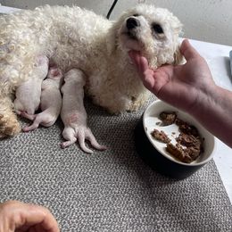 Penny - Bichon Frise