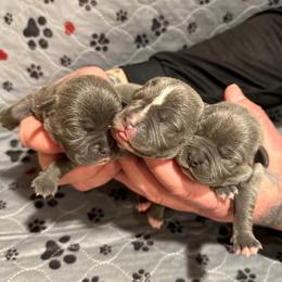 Staffordshire Bull Terrier puppies from Blueline Staffords