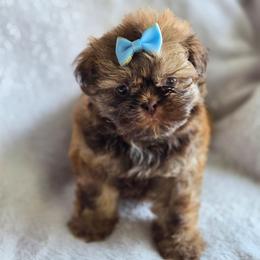 Max - Liver male Shih Tzu puppy in Jenks, Oklahoma from Northstar Shih Tzu
