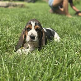 Waiting for new owner to name him - Black brown and white male Basset Hound puppy in Novi, Michigan from Basset Hound Puppies of Michigan