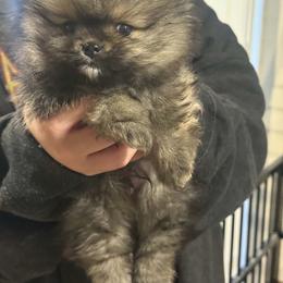 Teddy - Orange sable male Pomeranian puppy in Burbank, California from Haus of Pomeranians