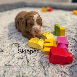 Skipper - Caramel red male Australian Labradoodle puppy in Alamo, Texas from QuiSal Labradoodles