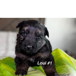 Loui - Black and red male German Shepherd puppy in Hesperia, California from Von Geesa