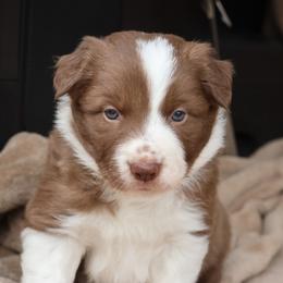 Red Collar - Red male Border Collie puppy in Courtland, Alabama from C Bar C Ranch Border Collies