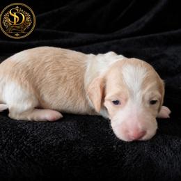 AKC Longhaired Cream Piebald Charlotte - Cream female Dachshund puppy in Los Angeles, California from Sterling Dachshunds