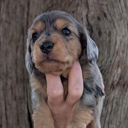 Bella - Dapple female Dachshund puppy in Unadilla, Georgia from Hamsley's Puppy Palace
