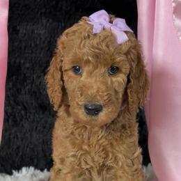 Purple girl - Apricot female Poodle puppy in Bowling Green, Kentucky from Ritzy Red Poodles