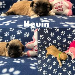 Kevin - Cream male Lhasa Apso puppy in Cincinnati, Ohio from Shangri-La Lhasa Apsos