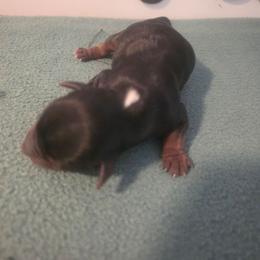 Boy 3 - Black and tan male Yorkshire Terrier puppy in Clermont, Florida from Bella's Prissy Butts