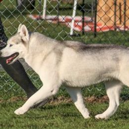 Siberian Huskies from Flying Tigress Siberians