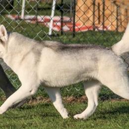 Siberian Huskies from Flying Tigress Siberians