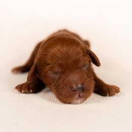 Bernedoodle, Cavapoo, Goldendoodle, and Poodle Puppies from Wasatch Pup