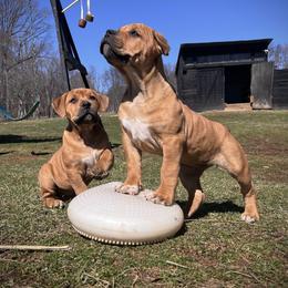 LUCY - Red female Boerboel puppy in Pennsylvania from Cold River Boerboels