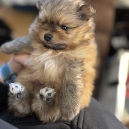 Tango - Cream sable male Pomeranian puppy in North Port, Florida from POMRITA POM’S