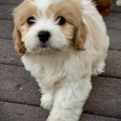 Cavachon, Cavalier King Charles Spaniel, and Cavapoo Puppies from Cavachon Love