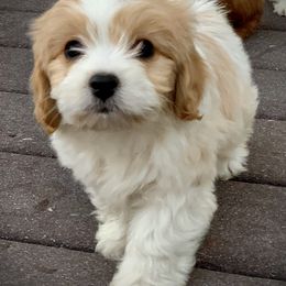Cavachon, Cavalier King Charles Spaniel, and Cavapoo Puppies from Cavachon Love