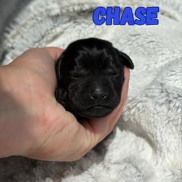 Chase - Black male Labrador Retriever puppy in Tomahawk, Wisconsin from Mahner Labs