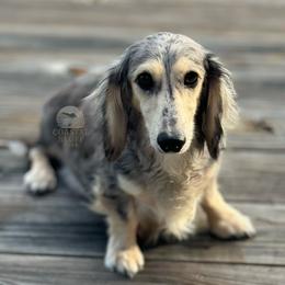 Stella - Dachshund