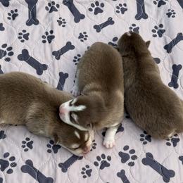 Pomsky puppies from Ritzy Puppies