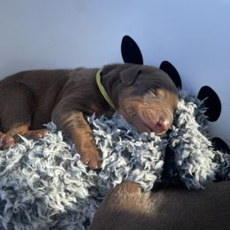 Girl 5 - Doberman Pinscher puppy in Silver Springs, Nevada from Evoke
