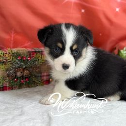 Black Boy - Black and tan male Pembroke Welsh Corgi puppy in Nashville, Arkansas from Whisenhunt Farms