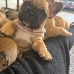 Micah - Fawn and white male French Bulldog puppy in Madison, Wisconsin from MadCity Frenchies
