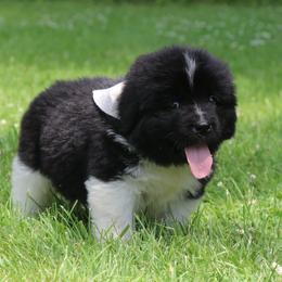 Marvin White collar - White and black male Newfoundland puppy in Kimball Twp, Michigan from Pine River Newfoundlands