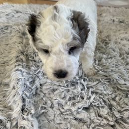 Sheepadoodle Puppies from Smiley's Sheepadoodles