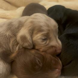 Dachshund Puppies from Doodle Bugs Doxies