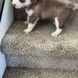 Siberian Husky Puppies from Hito's Huskies