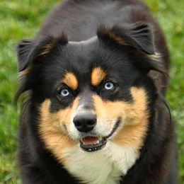 Charli - Miniature Australian Shepherd