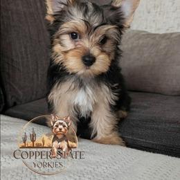 Denali - Black and tan female Yorkshire Terrier puppy in Goodyear, Arizona from Copper State Yorkies