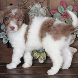 Red Merle Parti - Red merle female Aussiedoodle puppy in Lawton, Oklahoma from Lindsey’s Aussies