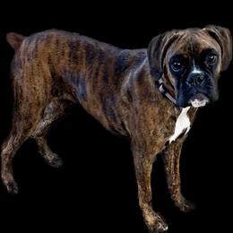 Paisley - Boxer
