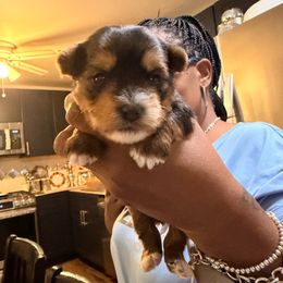 Cutie - Black and tan male Yorkshire Terrier puppy in St. Louis, Missouri from Yorkies by Danner