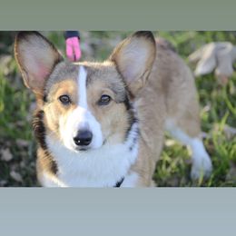 Daisy - Pembroke Welsh Corgi