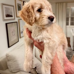 Addison - Cream Goldendoodle puppy in Georgetown, Texas from Dolly Doodle’s Doodles