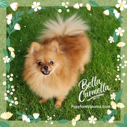 Bella - Pomeranian