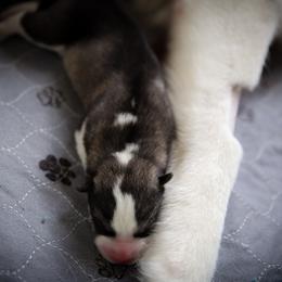 Siberian Husky Puppies from Ivie Huskies