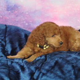 Poodle Puppies from Moyen Majestic Embrace